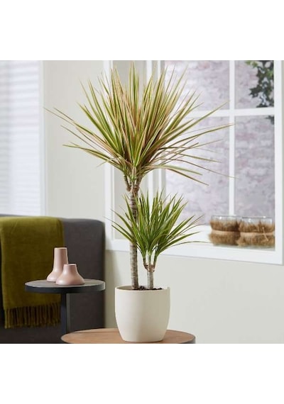 Madagaskar Dragon Ağacı – Dracaena Marginata Alacalı 2 Gövdeli