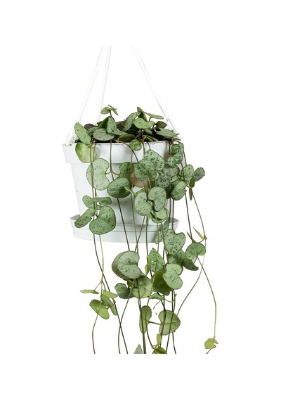 Kalp Kalbe Karşı Çiçeği – Ceropegia Woodii