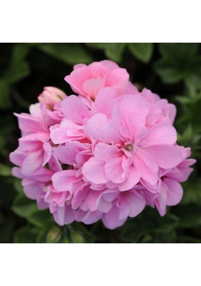 Sarkan Grandeur İvy Pink Sakız Sardunya Fidesi 1 Fide