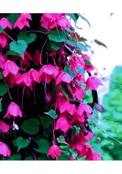 10 Adet Purple Bell Vine Tohumu