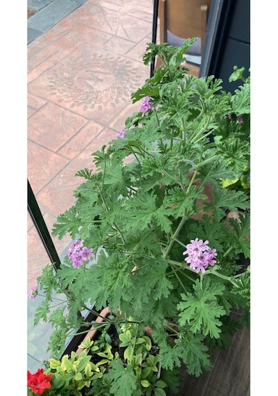 Itır Çiçeği Fidanı Hoş Kokulu Iç Ve Dış Mekan Bitkisi 10-20 Cm