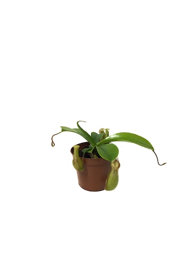 Nepenthes Alata (Su İbriği Bitkisi) Ø8,5 CM Y10-15 CM