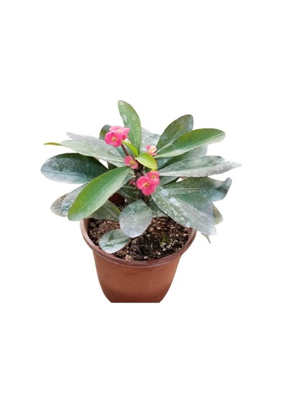 Kırmızı Euphorbia Milli Dikenler Tacı, Saksıda 10-20 Cm