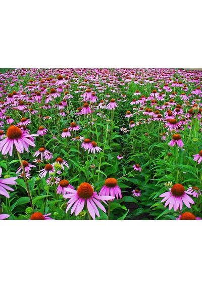 EKİNEZYA FİDESİ 5 ADET - KONİ ÇİÇEĞİ Echinacea Purpurea