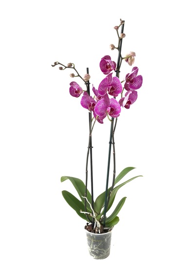 Phalaenopsis 'Budapest' (Fuşya Orkide) Ø12 CM 70-80 CM