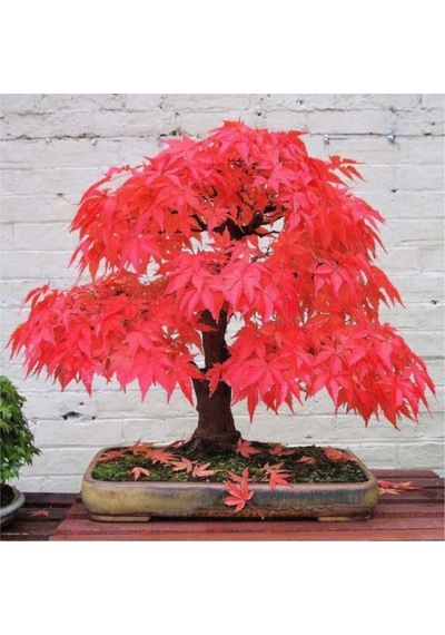 Red Maple Bonzai Ağacı Ekim Seti 5 Adet Tohum Saksı Toprak Kombin