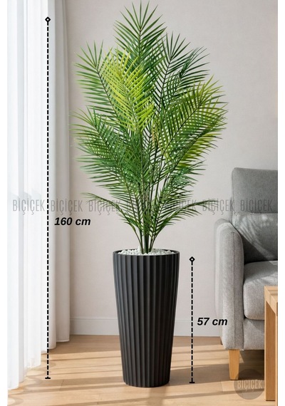 160 Cm Areka Ağaci 24 Yapraklı Si Yah Li Lyum Saksıda Siyah