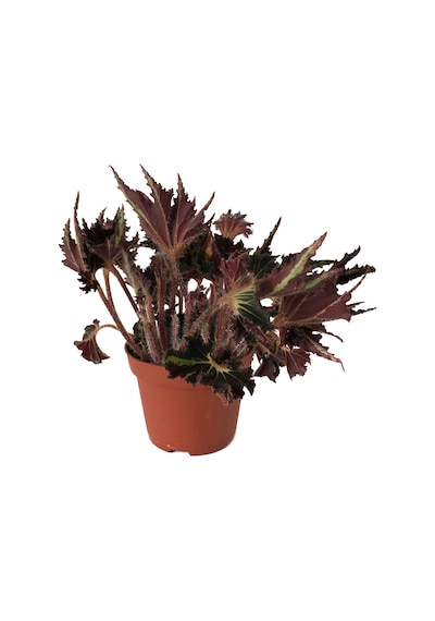 Begonia 'Break Dance' (Begonya Çiçeği) Ø12 CM Y25-30 CM