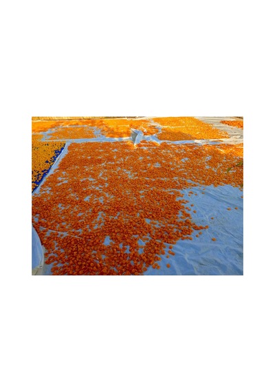 Organik Kayısı Kurusu 1 Kg Diğer