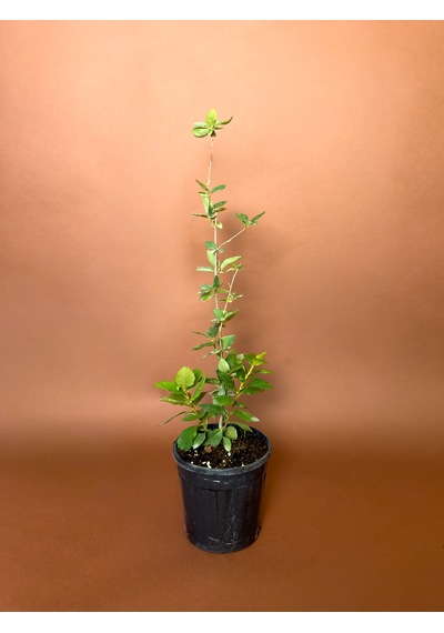Aronya Aronia Melanocarpa 76 Cm Saksılı Meyve Fidanı