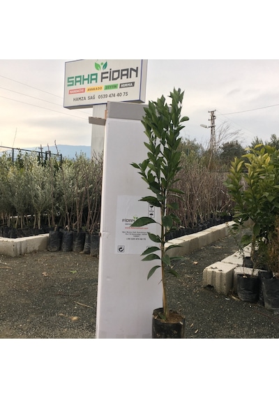 Tüplü Yarı Bodur Navelina Portakal Yaş 1-2 Boy 50-60 Cm
