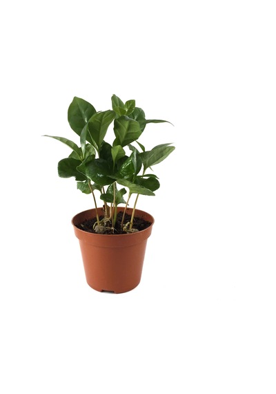 Coffea Arabiaca (Kahve Bitkisi) Ø8,5 CM Y10-15 CM