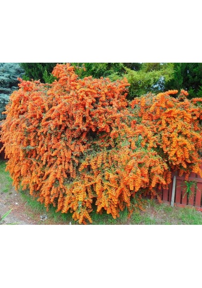 Ateş Dikeni - Pyracantha 5 Adet
