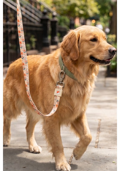 Köpekler İçin Dayanıklı Ve Güvenli, Desenli Gezdirme Tasması 25mm Krem