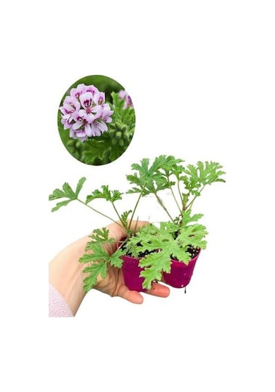 2 Adet Itır Çiçeği+ Kurdele Çiçeği Seti 5-15 Cm Dış Mekan Bitkileri