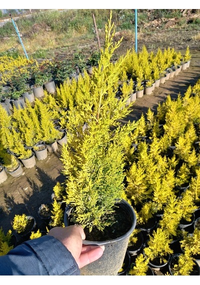 (8 Adet) Üreticiden Limon Çamı, Limon Servi, +40 Cm. Üzerinde,