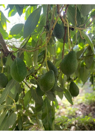 Avokado 20 Adet 120-250gr