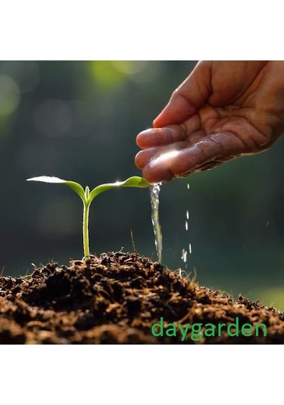 10 Adet Yeşil Gül Tohumu + 10 Adet KLale Tohumu N116053