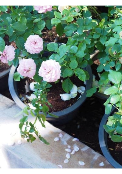 Pembe Sarmaşık Ponpon Gül Fidanı 1 Adet Dış Mekan Bitkisi 35-60 Cm Pink Climbing Rose