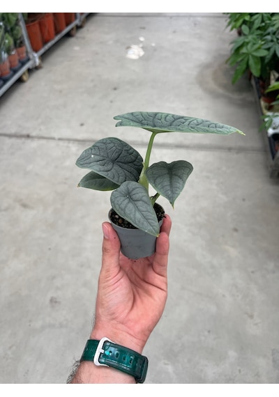 Alocasia Melo Fil Kulağı Ø5,5 Cm H0-10 Cm