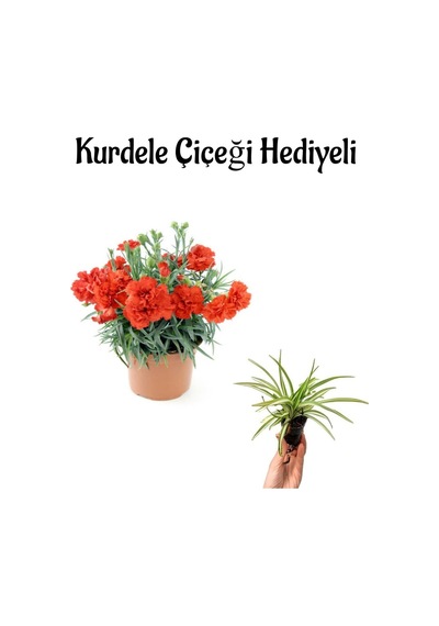 Kadınlar Gününe Özel Kırmızı Renk Kokulu Karanfil Çiçeği Helen Saksı Hediyeli