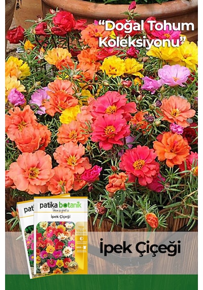 Patika Botanik 100 Adet İpek - Şellaki Portulaca Grandiflora Çiçek Tohumu