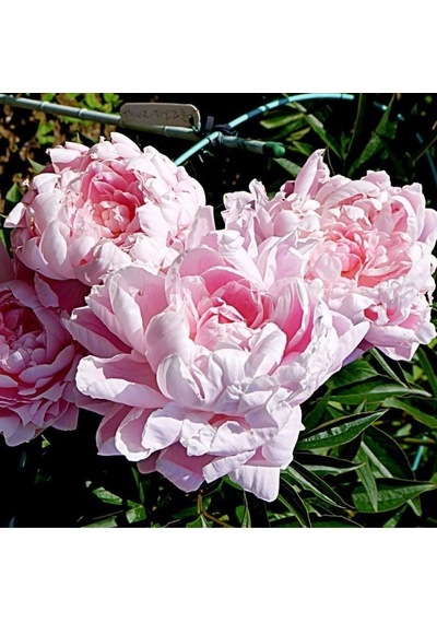 Peonies Festiva Katmerli Pink Şakayık Çiçeği Yumrusu-Rizomu 1 Ade