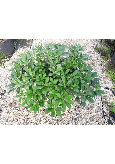 Pitosporum 3 Adet Paket - Yer Örtücü Dış Mekan Bitkisi