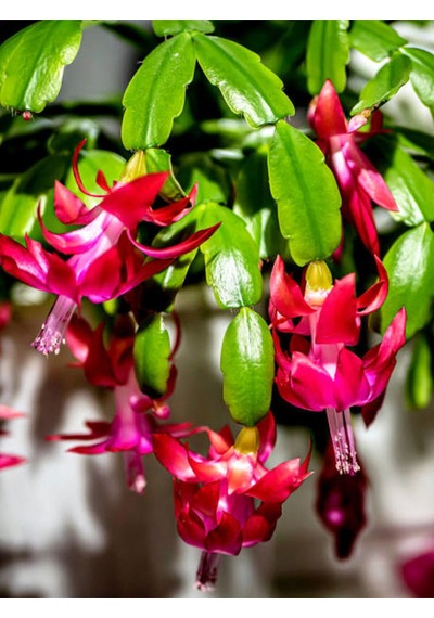 Videolu Pembe Yılbaşı Çiçeği 1 Adet Saksılı 15-25cm Iç Mekan Ev Salon Bitkisi Schlumbergera Pink