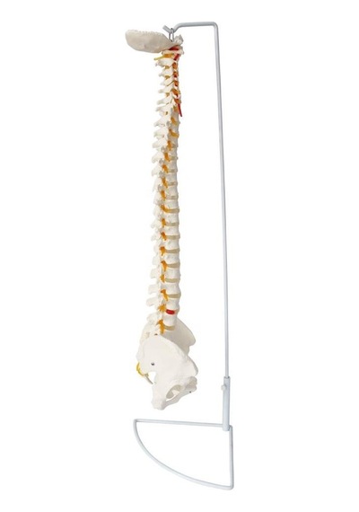 Omurga Maketi 85 CM Model 15