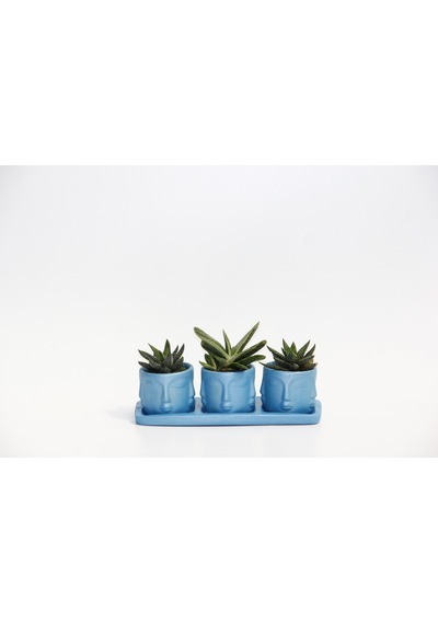 Trio Mavi Adler Sukulent Seti - Haworthia Pumila. Gasteria
