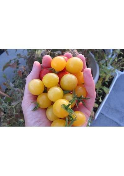 10+ Mini Limon Damlası Domates Tohumu N113590