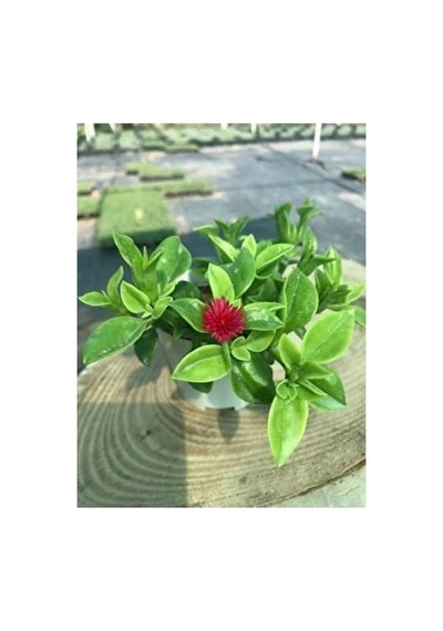 Buz Çiçeği Fidesi Fidanı Yer Örtücü Çok Yıllık Aptenia Cordifolia
