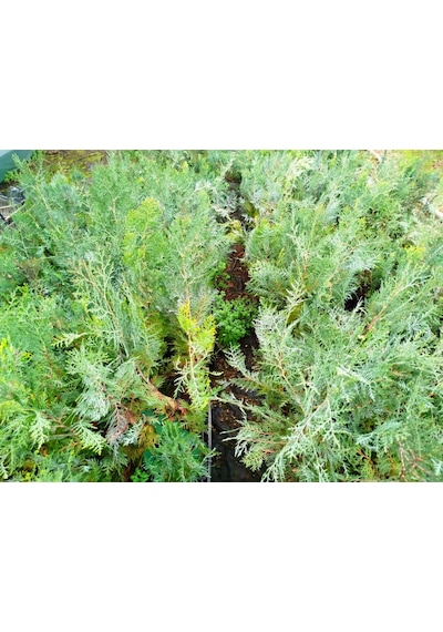 Yeşil Mazı 3 Adet / 30-50 Cm Çit Bitkisi Thuja Orientalis