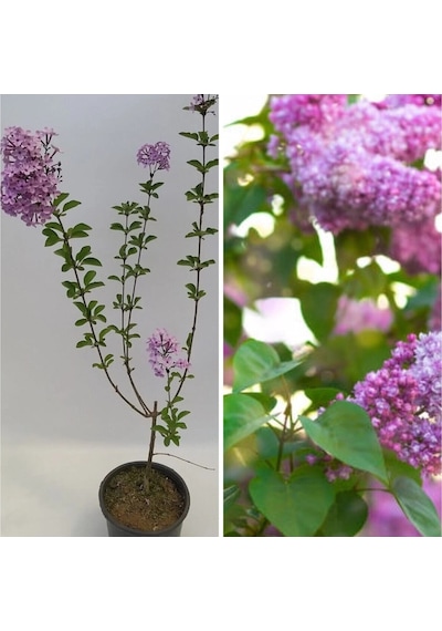 Videolu 1 Adet Mis Kokulu Leylak Çiçeği Fidanı 60-90 Cm Tüplü Çiçekli Bodur Bitkiler Syringa