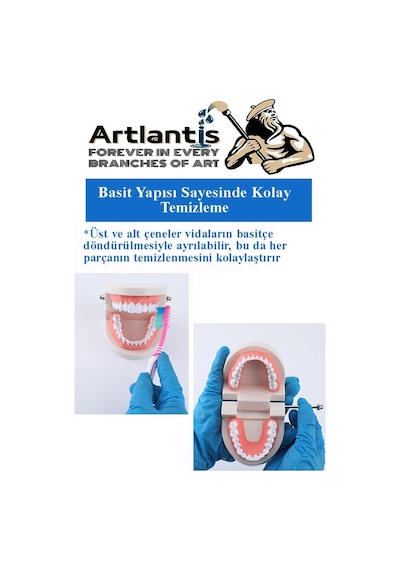 Diş Modeli Anatomisi 1 Paket İnsan Diş Çene Modeli Eğitci Fen Biyoloji Deney Maketi Diş Maketi
