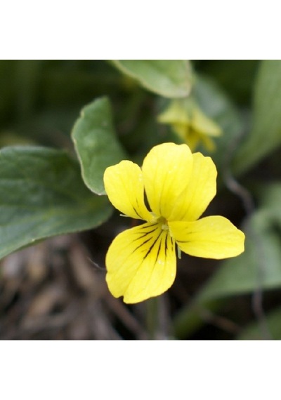 Golden Gate Violet Menekşe Çiçeği Tohumu 100 Tohum