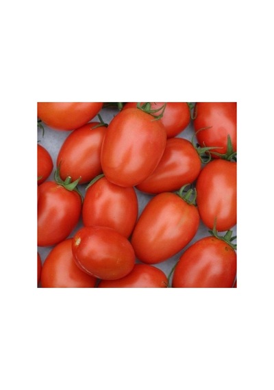 Salçalık Domates Tohumu - 3 Gram
