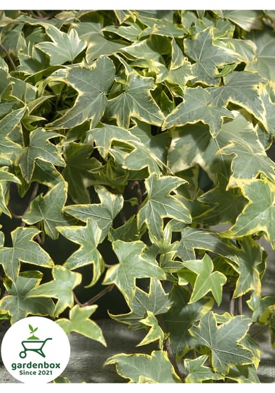Alacalı Hedera Helix Duvar Sarmaşığı 1 Adet Saksılı 30-60cm İç Dış Mekan Bitkisi