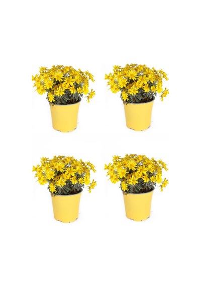Videolu Sarı Çalı Papatya 4 Adet Saksılı/ Tüplü 20-40 Cm Dış Mekan Bitkisi Coreopsis