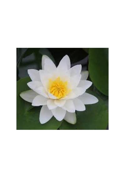 5 Adet Tohum Nadir Beyaz Lotus Çiçek Tohumu Lotus Çiçeği Tohumu Nilüfer Çiçeği Tohum