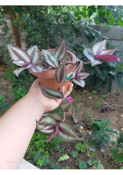 Mor Çizgili Telegraf Karasevda Çiçeği Fidanı 10-20 Cm