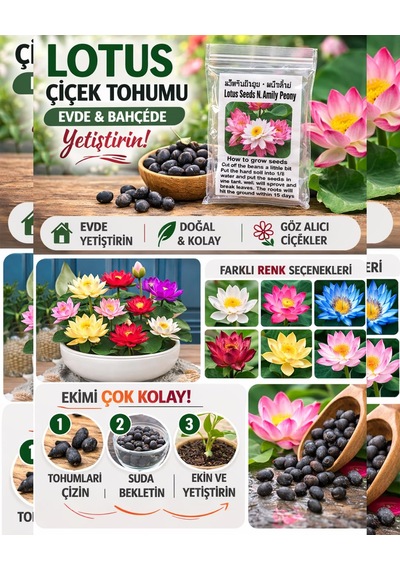 Lexroo 20 Adet Lotus Çiçeği Tohumu Nilüfer Çiçeği Karışık Renkli