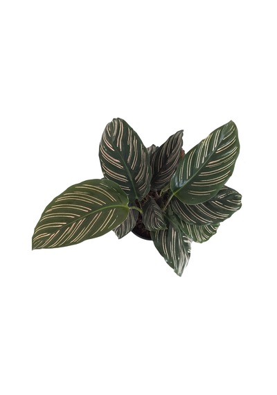 Calathea Ornata 'Sanderiana' (Dua Çiçeği) Ø12 CM Y30-35 CM