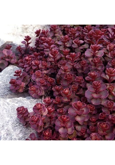 Sedum Vodoo Kırmızı Dam Koruğu Yer Örtücü Yayılıcı Bitki 45 Ade