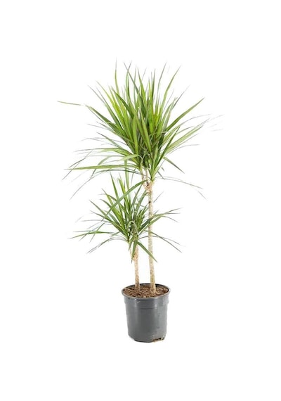 Dracaena Marginata 2 Gövdeli Yeşil