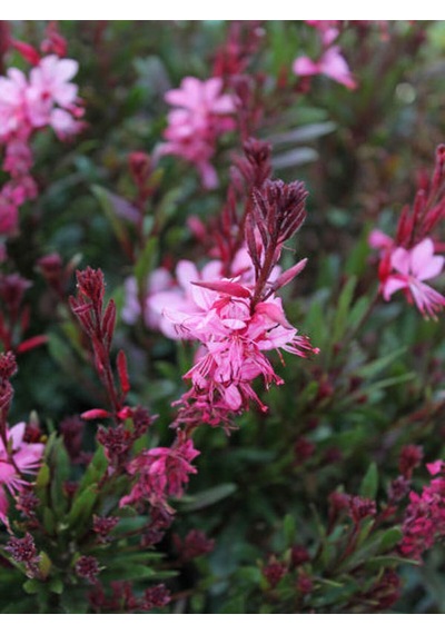 Videolu Pembe Gavura Çiçeği Fidanı 1 Adet Saksılı 40-70 Cm Bahçe Bitkisi Gaura