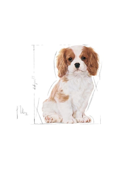 Royal Canin Junior King Charles Yavru Köpek Maması 1500 G