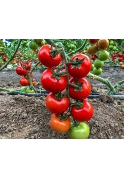 Sunagri Tohumculuk Sırık Salkım Domates Tohumu 50 Adet