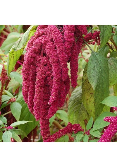 Sarkan Kırmızı Renkli Amaranthus Horoz İbiği Çiçeği Tohumu 150
